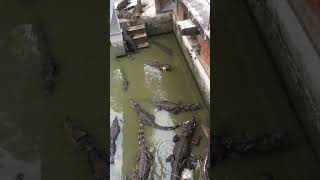 Crocodile eat food in water 3 [upl. by Dirraj]