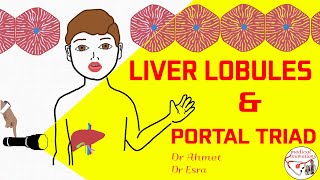 PORTAL TRIAD  LIVER LOBULE  shorts gastroenterology histology medicine [upl. by Berkeley]