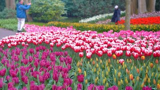 Spring in Europes Largest Tulip Garden  Keukenhof 2023  4K [upl. by Eemiaj]