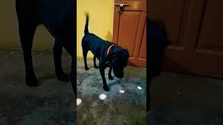 Mera doggy Bhola Bhala hai 🥺🥺 doglover youtubeshorts [upl. by Ahsienyt]