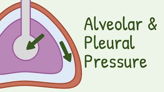 Alveolar Pressure and Pleural Pressure [upl. by Eirollam144]