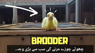 How to take care of a day Old Peachick  Brooder  Peacock Villa [upl. by Yenitirb914]