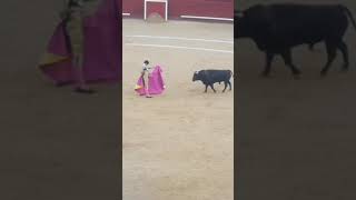 OLE ESE TORERO COMO TOREA AL TORO tauromaquia TOROIMPACTO toros youtubeshorts torosbravos [upl. by Mali]