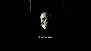 Human Skull humanskull skull bones neet biology skullandbones [upl. by Lourdes377]