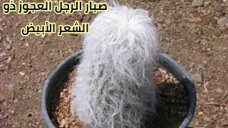 صبار الرجل العجوز أغلي أنواع الصبار في العالم Cephalocereus Senilis [upl. by Eirak]