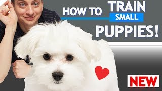 How To Train Small Puppies [upl. by Einna]