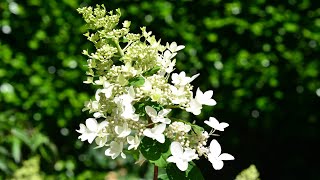 Panicle Hydrangea Hydrangea paniculata [upl. by Omle683]