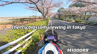 Cherry blossom viewing in Tokyo  M1000RR [upl. by Georgeanne]