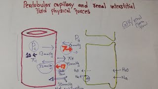 Renal system Lec 103  Peritubular Capillary Hydrostatic pressure  Colloid osmotic pressure [upl. by Coussoule]