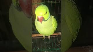 Chor pakshi 🦜🐦birds parrot 🦜🦜 YouTube short viral video like subscribe comment kare dine03112024🦜 [upl. by Elnukeda497]