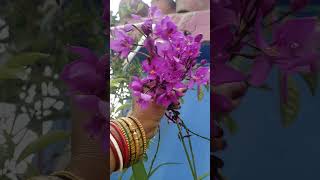 ClosespathoglottisPlicatapurple OrchidsGround YouTube [upl. by Lainad823]