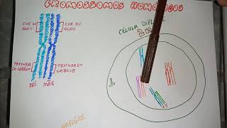 Cromossomos homólogos e células diploides [upl. by Lidda]