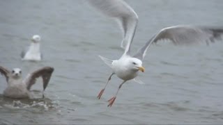 herring gulls by ani male [upl. by Casavant]