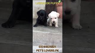 Labrador Puppy l Pets LoversPk labradorlovers [upl. by Yusuk310]