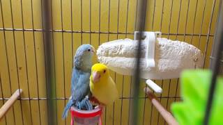 FORPUS ÜRETİMHANESİ  PARROTLET AVIARY  Forpus Coelestis Pairs and Chicks [upl. by Eiralav]