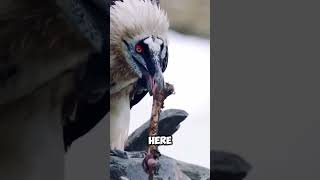 This Bird is Bone Eating😨🦅 [upl. by Ezirtaeb]