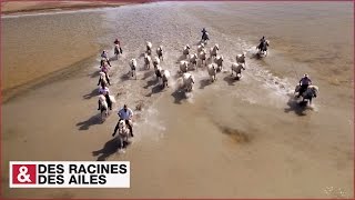 Transhumance des chevaux en Camargue [upl. by Aratak]