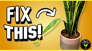 Rescue Guide SAVE Your ROOTBOUND Snake Plant [upl. by Tegan]