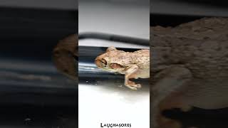 Cuban Tree Frog accidentally stepped on a Cricket [upl. by Modnar34]