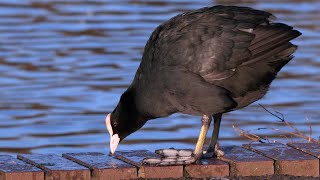 Eurasian Coots Calling and Making Clicking Noises  Scotland [upl. by Giess]