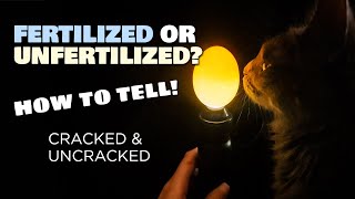 How to tell apart fertilized amp unfertilized chicken eggs with amp without cracking [upl. by Ecirtap209]