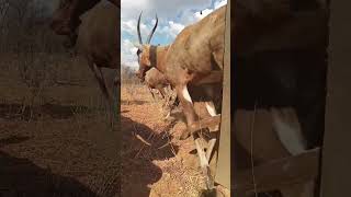 Blesbok offload blesbok [upl. by Trubow]