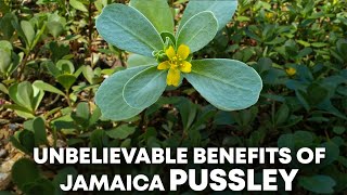 Benefits of Purslane I Natural Alkaline Herb purslane [upl. by Grenier838]