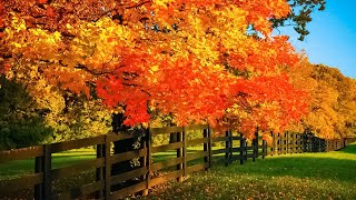 Beautiful Relaxing Music  Soothing Autumn Melodies Mindful and Peaceful Piano Instrumental Music [upl. by Pernick5]