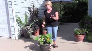 Growing Squash in a Pot Using the Tomato Ring Plant Support [upl. by Dalohcin]