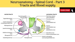 Tracts  Ascending Descending Tracts amp Blood supply of spinal cord  Clinical correlations [upl. by Sremlahc534]