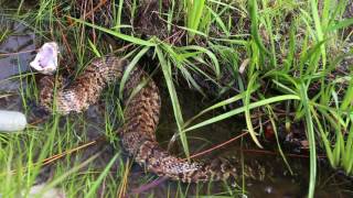 Why they are called cottonmouths [upl. by Uyr]