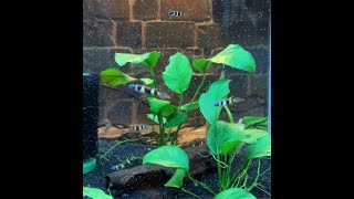 Feeding Clown Killifish Rocket Killifish [upl. by Annoyk994]