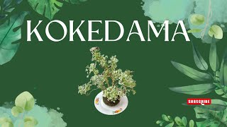 Bitbybit KOKEDAMA making mingaralia garden polysciasfruticose indoorplants gardening viral [upl. by Noid888]