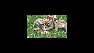 Cuter Than Kittens Heilongjiangs Rare Tiger Cubs Will Steal Your Heart [upl. by Lindemann]