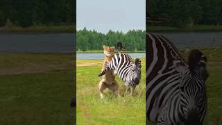 animals wildebeest tiger wildlife funny wildebeests wildlife wild shorts wildanimals [upl. by Dnalro]