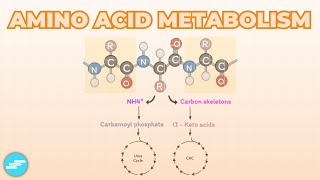 Amino Acid Metabolism [upl. by Eves611]