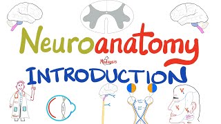 Introduction to Neuroanatomy  Learn the Basics  Neuroanatomy Playlist [upl. by Tima900]