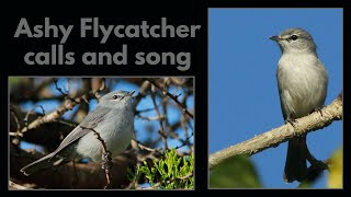 ASHY FLYCATCHER calls and song [upl. by Awram]