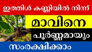 ഇനി ഇത്തിൾ കണ്ണി മാവിൽ ഉണ്ടാകില്ല  Effective Solution to Control Loranthus on Mango Trees [upl. by Ruddie193]