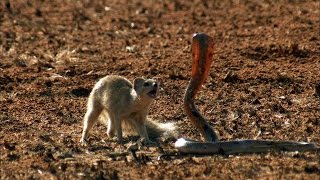 Mongoose Vs Cobra  Smithsonian Channel [upl. by Zehe]