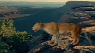 Saber Tooth Cat Prey  Ice Age Death Trap  BBC Studios [upl. by Aerdnek774]