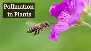 Pollination in Flowering Plants 3d Animation [upl. by Zigmund999]