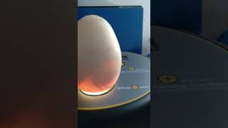 Incubated chicken egg to chick processchickens eggs [upl. by Rimisac916]