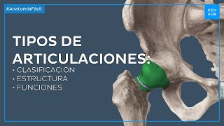 Articulaciones del cuerpo humano Clasificación y generalidades  Anatomía Humana Fácil  Kenhub [upl. by Ynehpets]