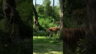 Tiger at the Knowsley Safari Park 🐅❤️ tiger zoo animals [upl. by Aloivaf]