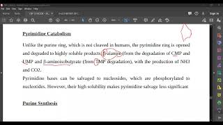 L89 Pyrimidine Catabolism [upl. by Lemmy]