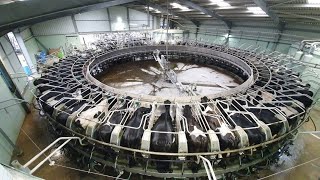 MILKING COWS IN A 60 STALL ROTARY PARLOUR [upl. by Aleb294]