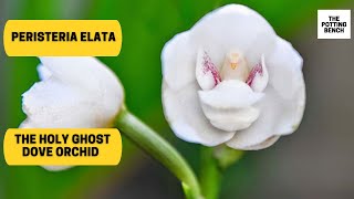 Holy Ghost Orchid  Dove Orchid  Peristeria elata [upl. by Eulau]