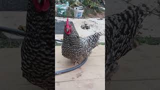 Stumpy has a leg deformity but shes living her best chicken life Also Peanut the cat chickens [upl. by Ilatfan]