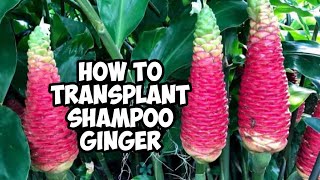 How To Transplant Shampoo Ginger Plant  Hawaiian Awapuhi  Whimsy Crafter [upl. by Amabel868]